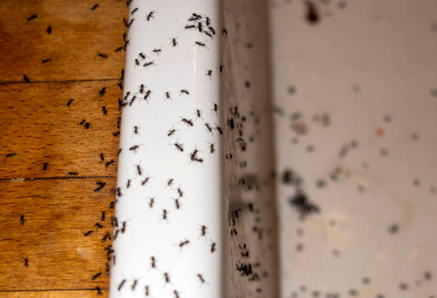 Best Pest Control Near Me in Gearhart, OR