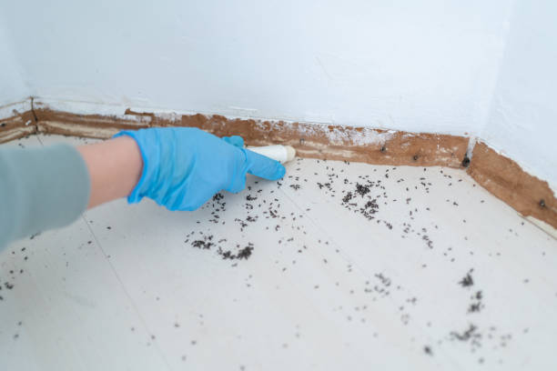 Best Rat Extermination Near Me  in Gearhart, OR